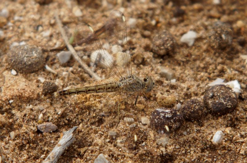 femmina di Brachythemis impartita